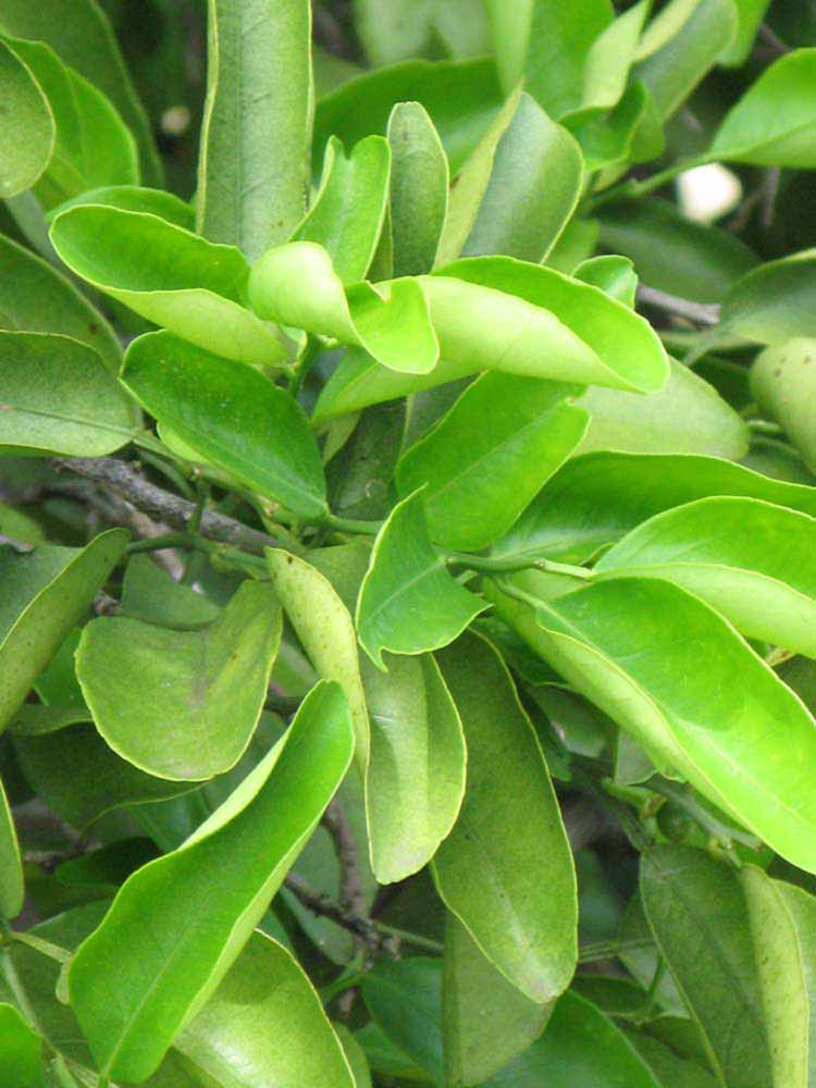              Sun leaves (Winter Haven, FL)       